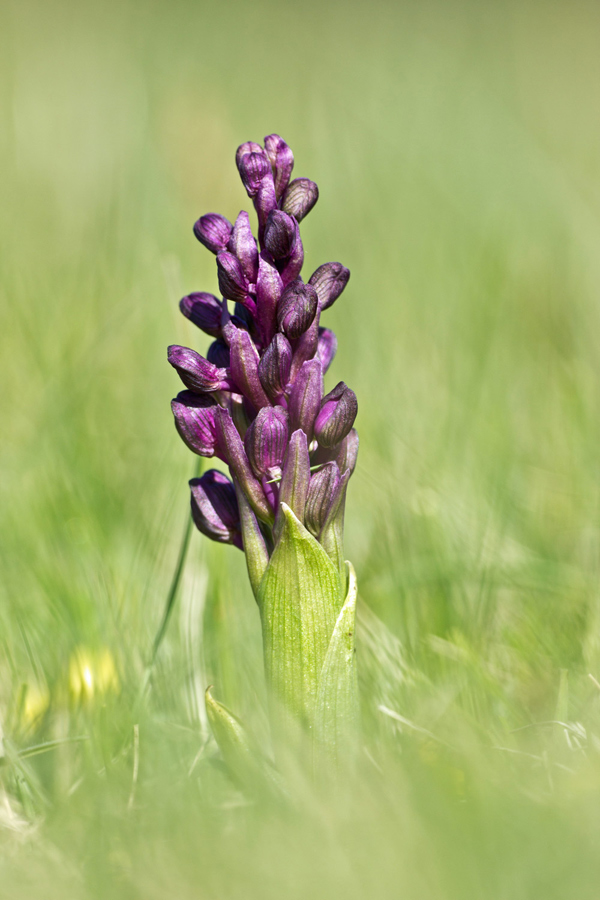 Anacamptis morio